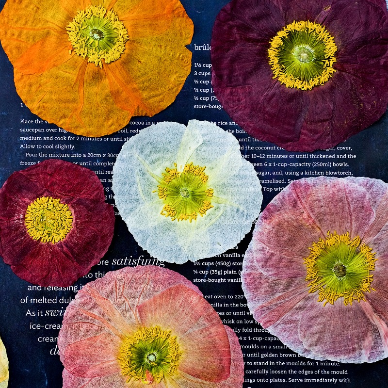1pcs,Nature Field Poppy Presse - Art And Craft Photos ulasan dan harga