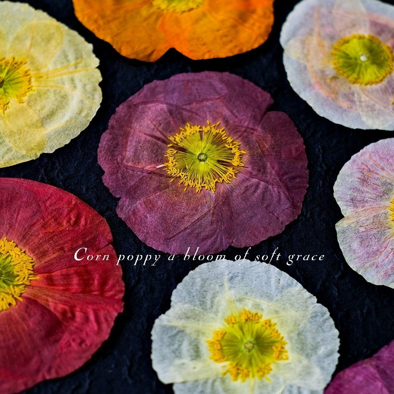 1pcs,Nature Field Poppy Presse - Art And Craft Photos ulasan dan harga