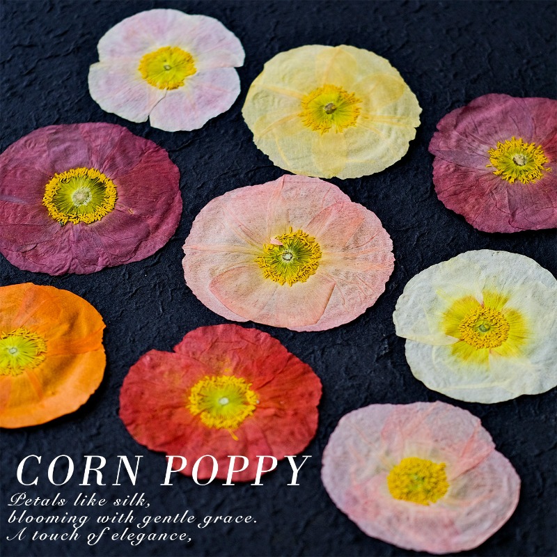1pcs,Nature Field Poppy Presse - Art And Craft Photos ulasan dan harga