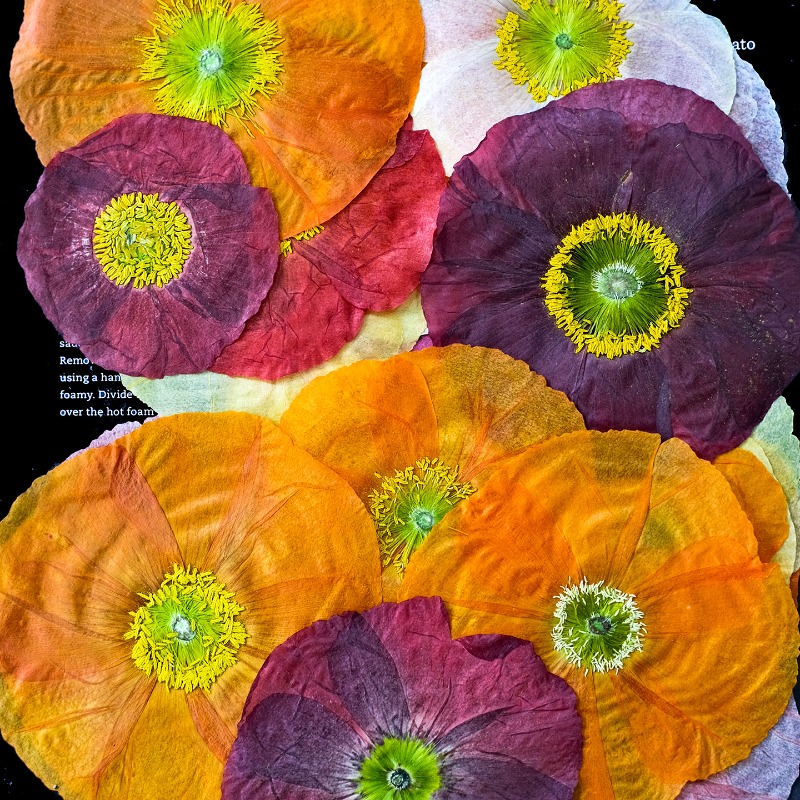 1pcs,Nature Field Poppy Presse - Art And Craft Photos ulasan dan harga
