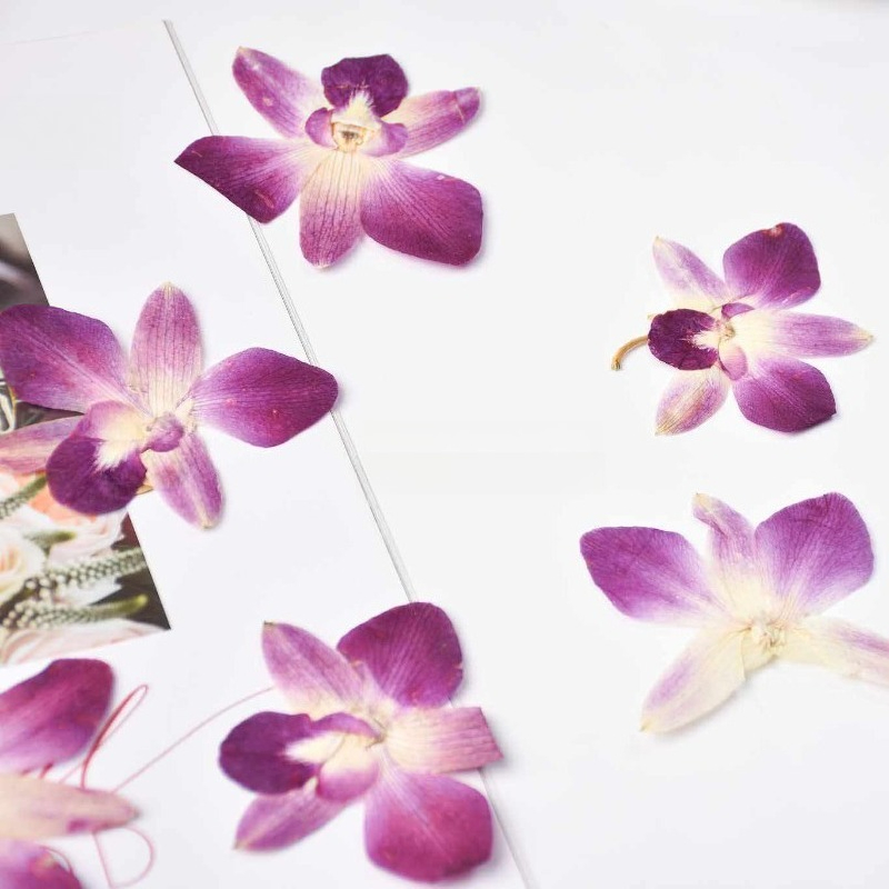 4pcs,Real Pressed Butterfly Or - Art And Craft Photos ulasan dan harga