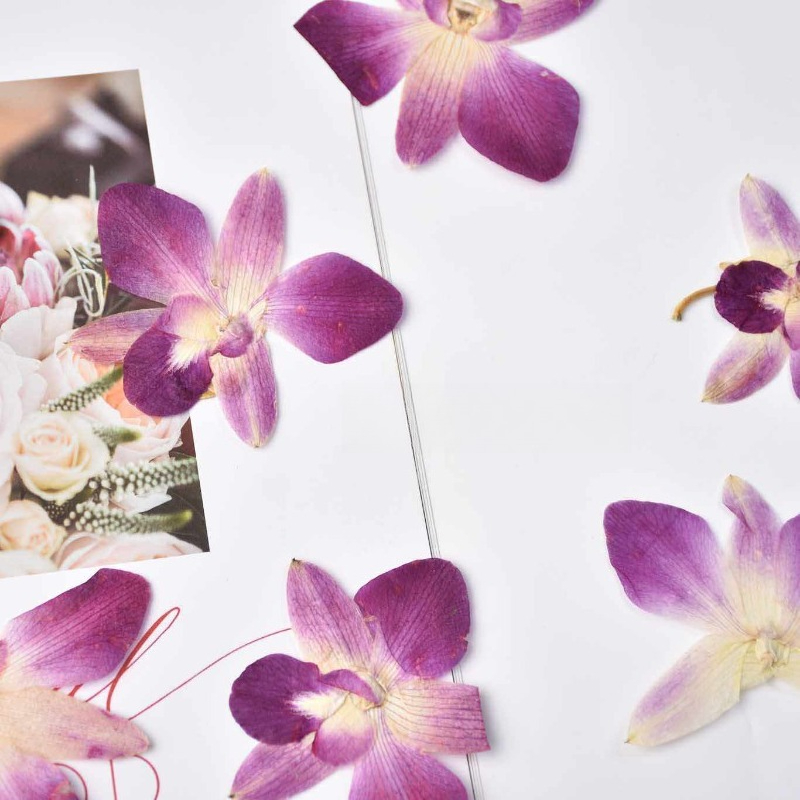 4pcs,Real Pressed Butterfly Or - Art And Craft Photos ulasan dan harga