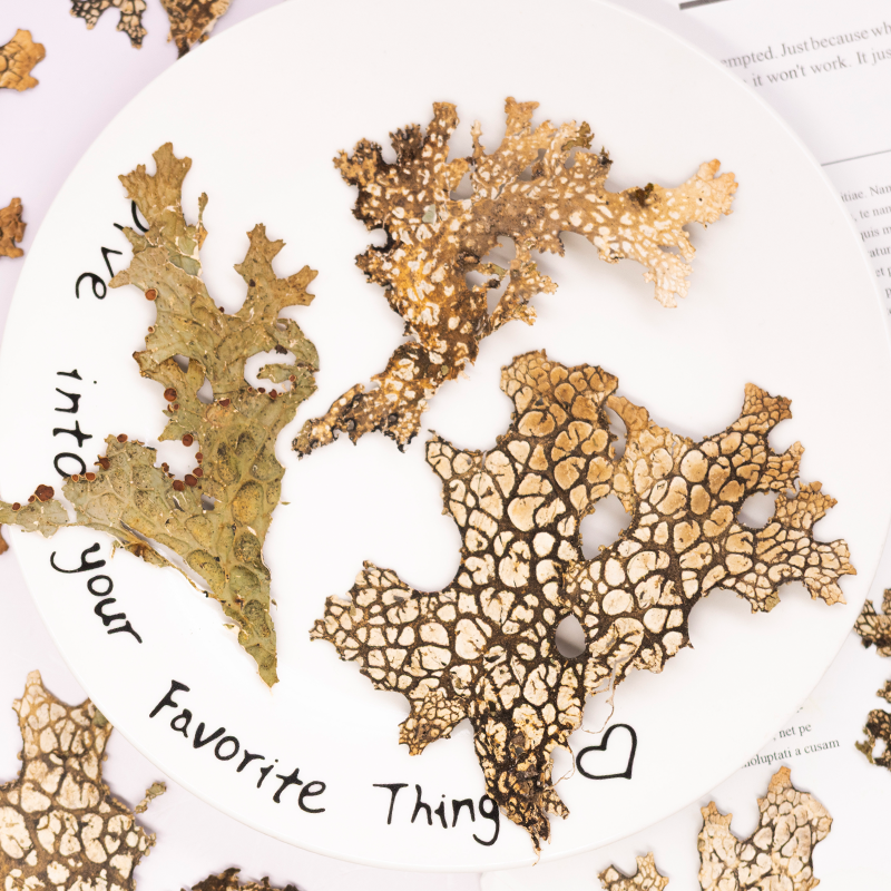 4pcs,Rare Bark Natural Pressed - Art And Craft Photos ulasan dan harga