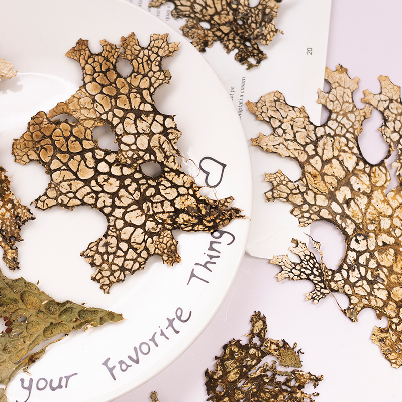 4pcs,Rare Bark Natural Pressed - Art And Craft Photos ulasan dan harga