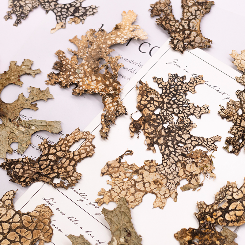 4pcs,Rare Bark Natural Pressed - Art And Craft Photos ulasan dan harga