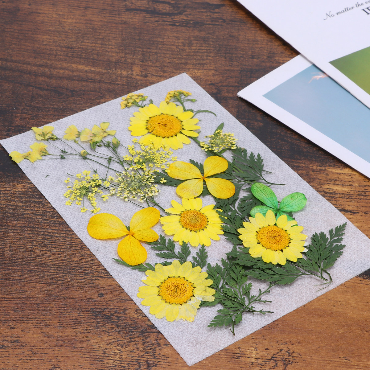 Dried Flower Material Pack Rea - Art Craft Idea ulasan dan harga