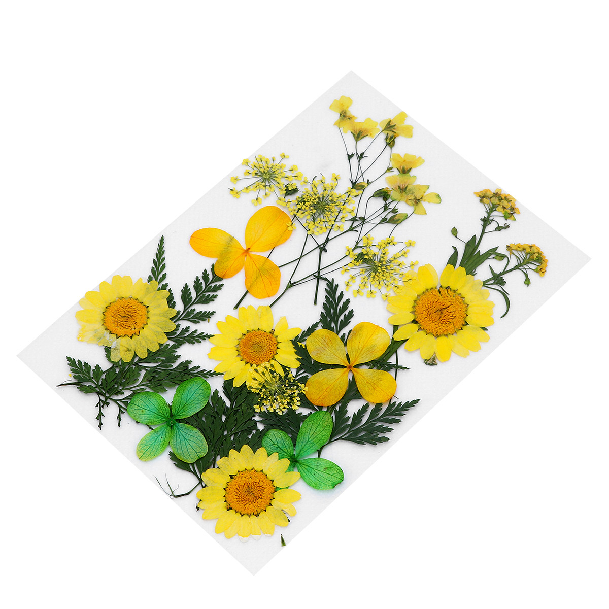 Dried Flower Material Pack Rea - Art Craft Idea ulasan dan harga
